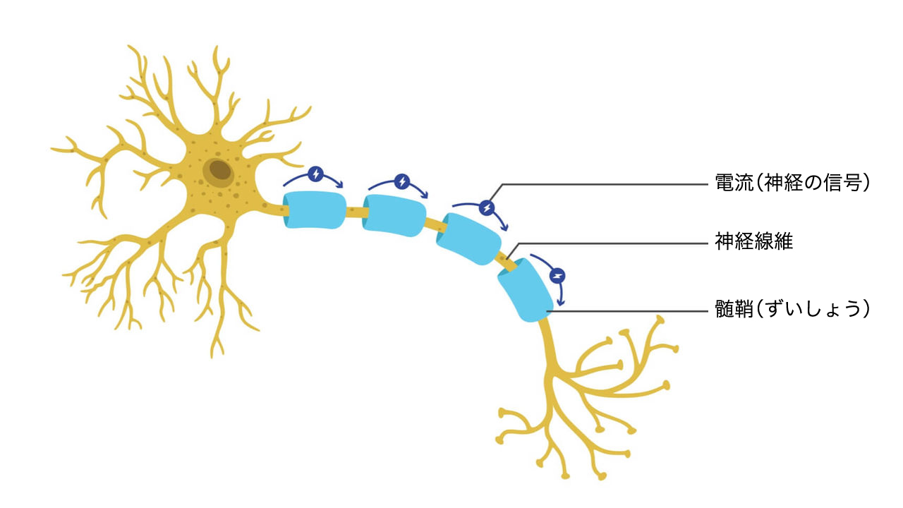 健康な神経細胞
